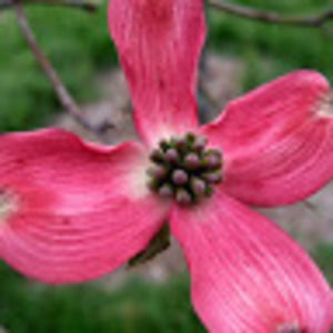 Meet your Posher, Violet